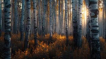 ai généré une relaxant forêt de blanc bouleaux photo