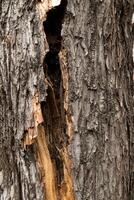 arbre tronc texture. écorce fermer, arbre écorce Contexte photo