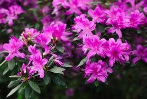 violet fleurs et bourgeons de rhododendron, flou Contexte. photo