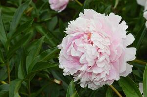 délicat fleurs de lumière rose pivoines Floraison contre une Contexte de vert feuilles. printemps été fleurs dans le parc. photo