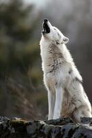 ai généré Loup hurlement dans la nature photo