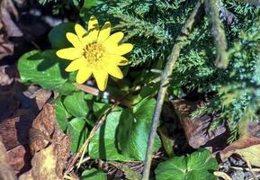 brillant Jaune fleurs de ficaire verna contre une Contexte de vert feuilles dans de bonne heure printemps. photo