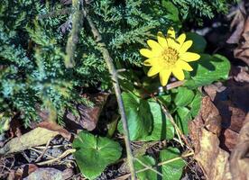 brillant Jaune fleurs de ficaire verna contre une Contexte de vert feuilles dans de bonne heure printemps. photo