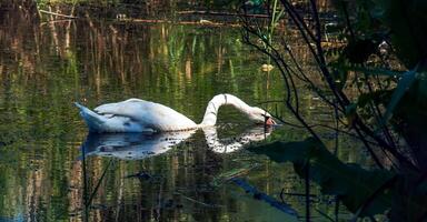 blanc cygne sur le rivière. reflets sur le surface de le l'eau. photo