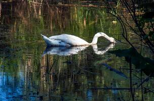 blanc cygne sur le rivière. reflets sur le surface de le l'eau. photo