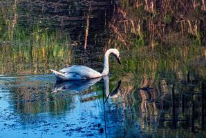 blanc cygne sur le rivière. reflets sur le surface de le l'eau. photo