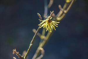 hamamélis intermédiaire avec Jaune fleurs cette Floraison dans de bonne heure printemps. photo