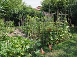 plantes de potager photo