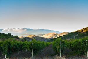 vignoble à le pied de le Montagne photo