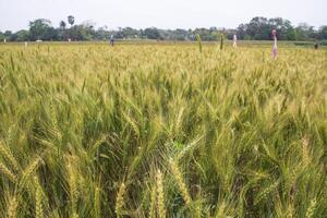blé grain champ campagne de bangladesh photo