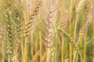 blé grain pointe dans le champ. sélectif concentrer photo