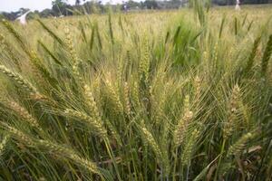 blé grain pointe fermer image agriculture concepts photo