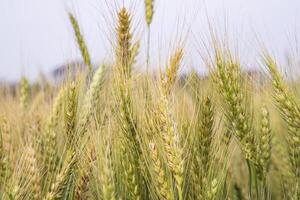 blé grain champ fermer pointe avec bleu ciel image photo