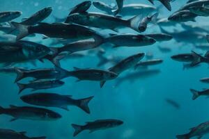 des poissons dans aquarium ou réservoir dessous l'eau sur poisson ferme photo