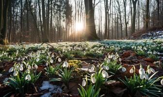 ai généré perce-neige dans une forêt clairière, printemps la nature Contexte photo