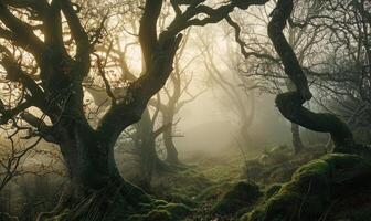 ai généré vieux chêne des arbres dans brumeux forêt à lever du soleil. mystérieux foncé forêt avec moussu des arbres et brouillard dans le Contexte photo