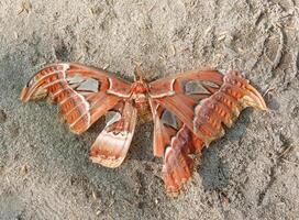 papillons cette tomber et sont sur le sol photo