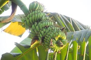 vert banane fruit cette est encore sur le arbre et prêt à être récolté par Les agriculteurs photo