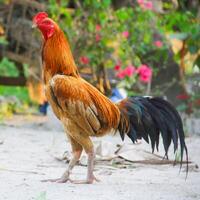 une combat coq en marchant côté vue photo