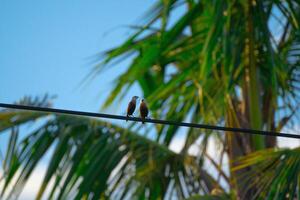 2 des oiseaux relaxant ensemble sur Puissance ligne photo