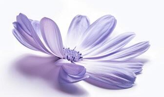ai généré pâle violet camomille fleur sur blanc arrière-plan, fermer photo