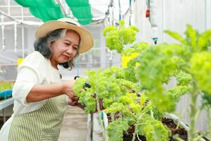 personnes âgées femmes agriculture grandir biologique salade dans une petit serre. agricole concept en bonne santé aliments. emplois de le personnes âgées dans retraite âge photo