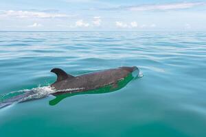 une faux tueur baleine dans canard baie, osa péninsule, costa rica photo