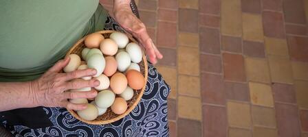 un personnes âgées femme détient une panier de Frais biologique poulet des œufs de différent couleurs sur sa genoux, collecté photo