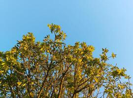 bouquet de vert feuilles avec bleu ciel Contexte photo