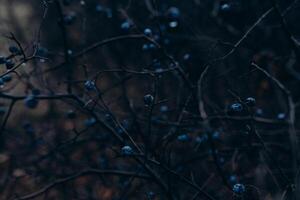 une buisson de noir les épines avec baies à nuit. foncé effrayant Contexte photo