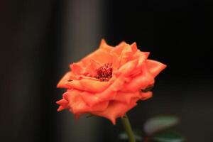 Orange Rose fleur a Latin Nom Rosa de rosacées famille Floraison dans le jardin photo