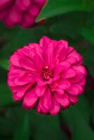 zinnia fleur avec rose pétale a botanique Nom zinnia élégans de asteraceae Floraison dans le jardin photo