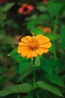 zinnia fleur avec Jaune pétale Floraison dans jardin à printemps. Jaune zinnia fleur botanique Nom zinnia élégans. Jaune zinnia élégans fleur de asteraceae photo