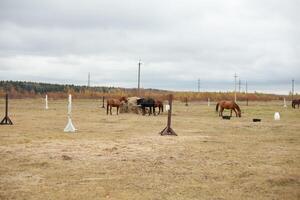 troupeau de magnifique les chevaux pâturer dans un l'automne Prairie suivant à une meule de foin derrière une clôture photo