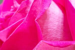 magnifique rose Rose fleur macro photo