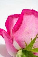 magnifique rose Rose fleur macro photo