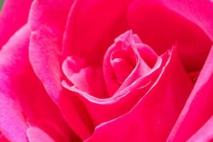 magnifique rose Rose fleur macro photo