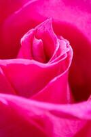 magnifique rose Rose fleur macro photo