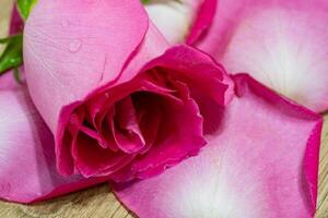 magnifique rose Rose fleur macro photo