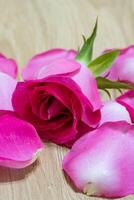 magnifique rose Rose fleur macro photo