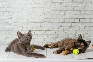 magnifique couple de gris chat garçon et fille sur une brique mur Contexte photo