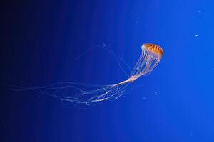 macro la photographie sous-marin nord mer ortie ou marron méduse méduse photo