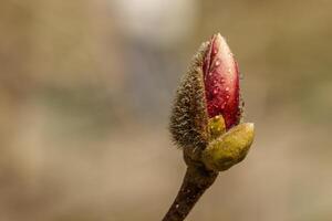 magnifique magnolia fleurs avec l'eau gouttelettes photo