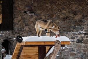 magnifique Loup sur une neigeux route photo