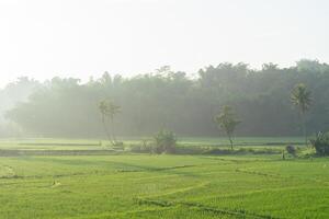 riz des champs dans le Matin lumière. rural ressentir paysage avec vallée dans brouillard derrière forêt. concept de Naturel fraîcheur photo