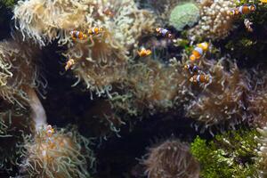 ocellaris poisson clown pitre poisson clown poisson clown faux percula poisson clown amphiprion ocellaris animal sous-marin photo proche en haut petit poisson