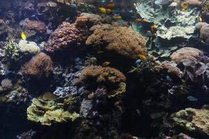 tropical poisson avec coraux et algues dans bleu l'eau. magnifique Contexte de le sous-marin monde. photo