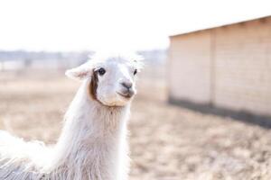 mignonne animal alpaka lama sur ferme en plein air photo