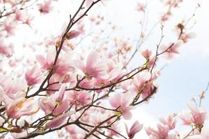 fermer de magnolia arbre fleur avec flou Contexte et chaud ensoleillement photo