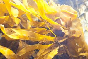 des poissons dans aquarium ou réservoir dessous l'eau sur poisson ferme photo